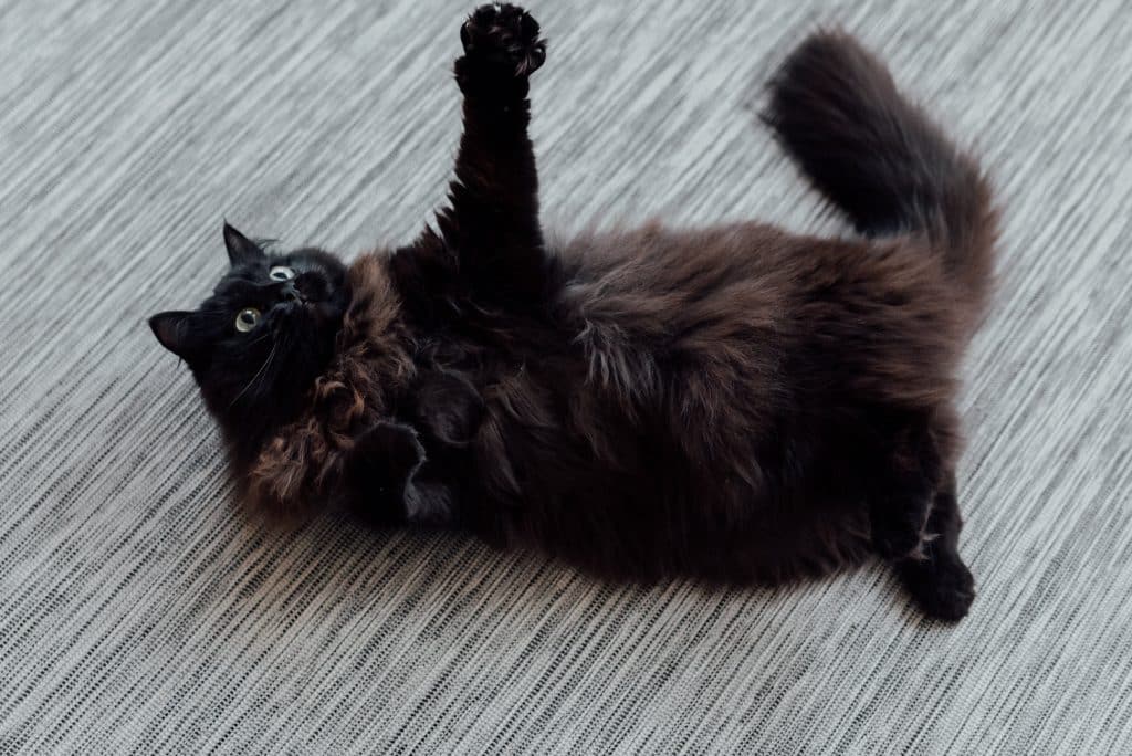 About Cat Sitters of Knutsford - playful black cat at home