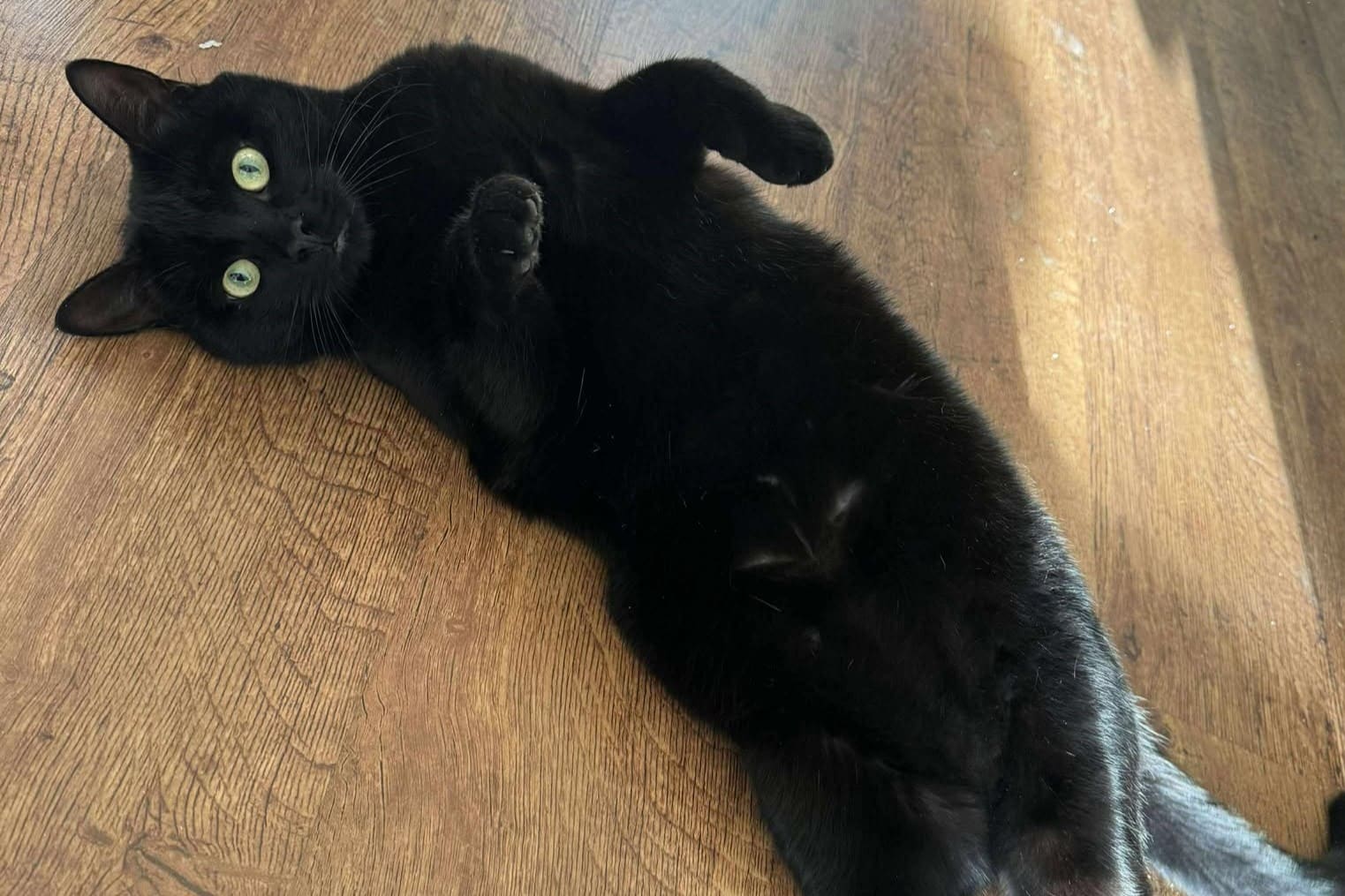 Cat Sitting Services - Cat Sitters of Knutsford