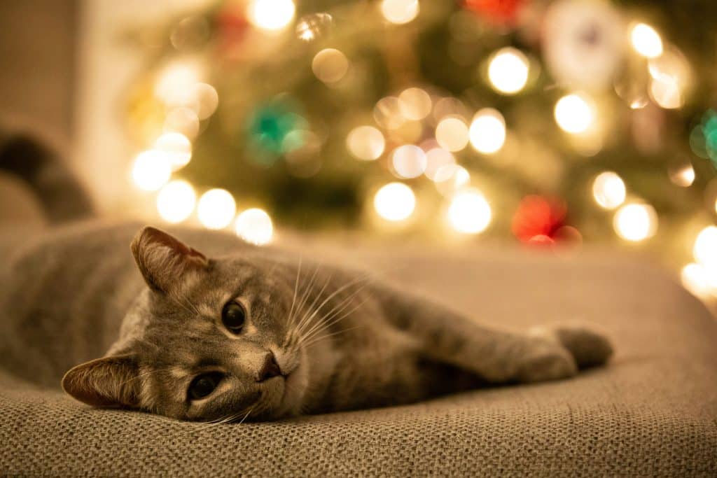 Grey cat with tree in background