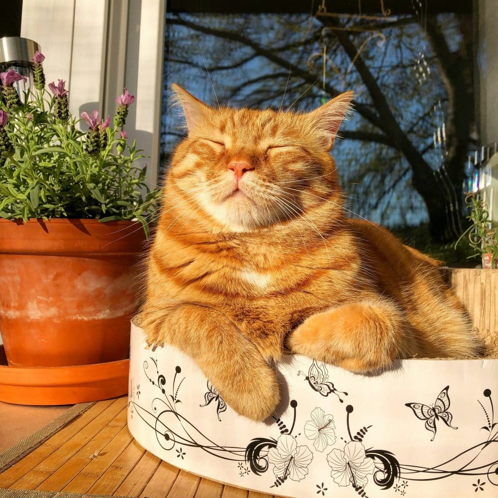 Happy ginger cat enjoying the sunshine