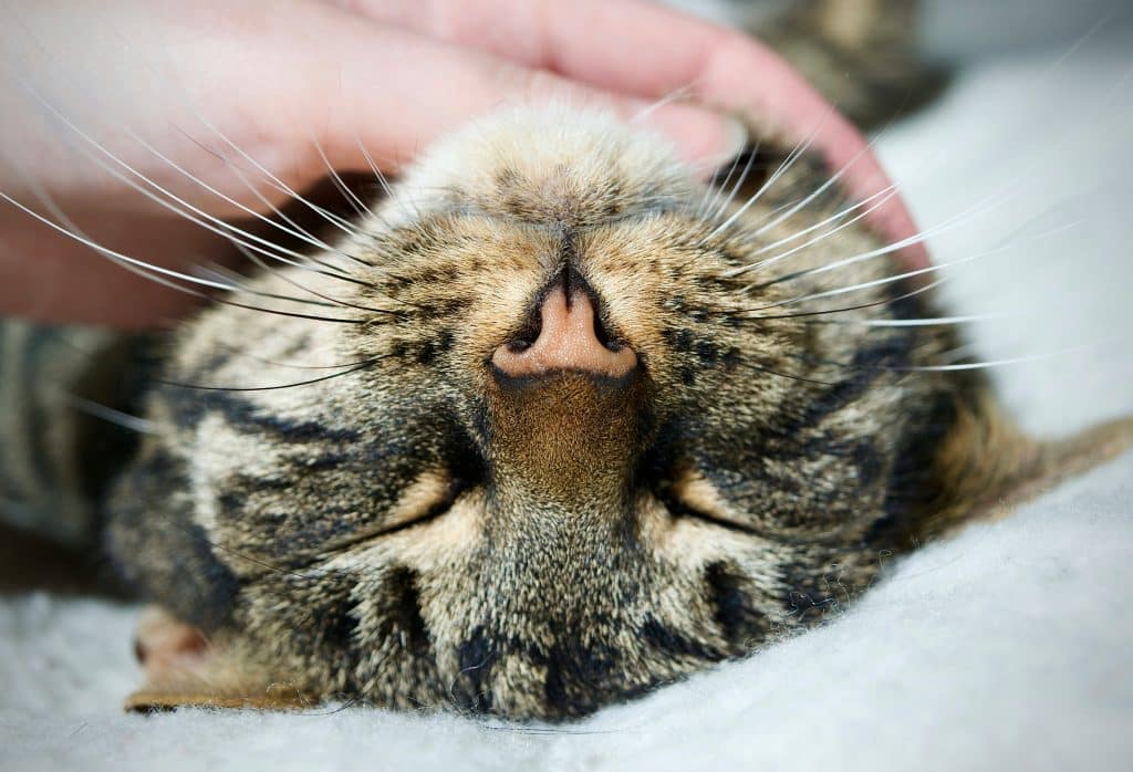 Tabby cat enjoying chin scratches