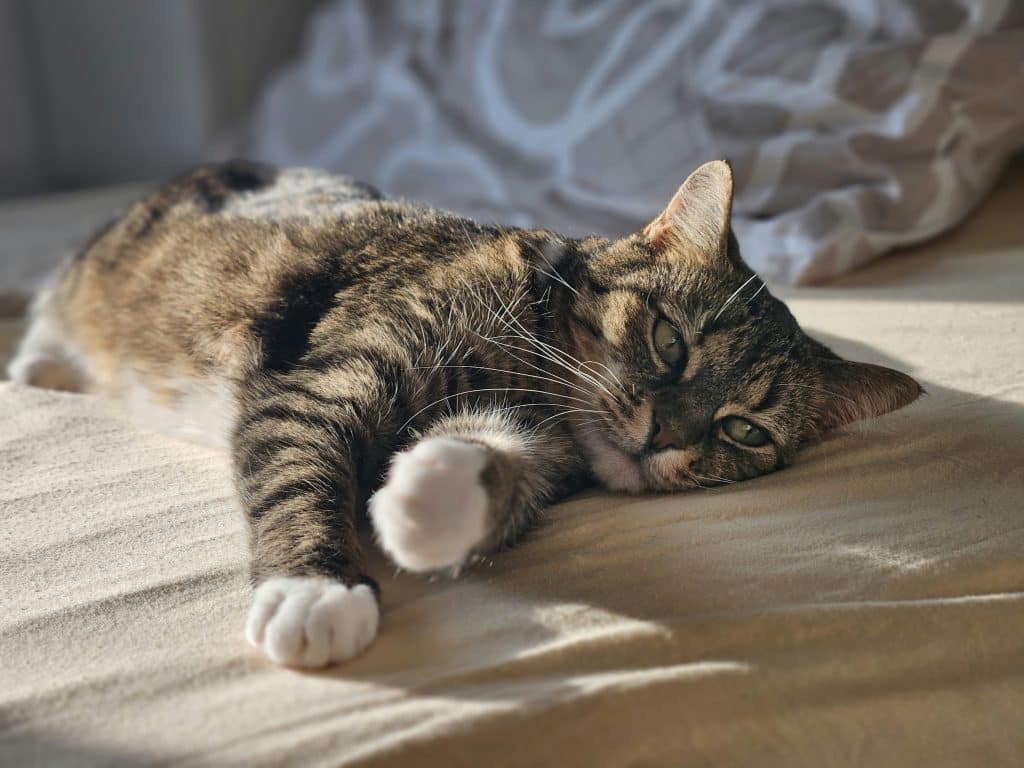Content tabby cat relaxing on bed in sunlight at home