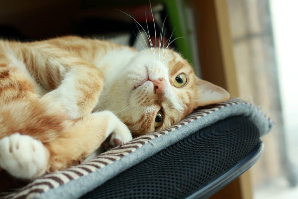 Ginger cat upside down